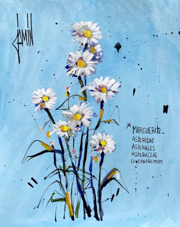 Marguerite sur fond bleu